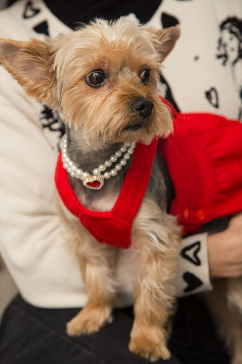 Vestido de paño para perros rojo con volados y moño