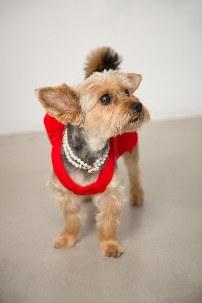 Vestido de paño para perros rojo con volados y moño