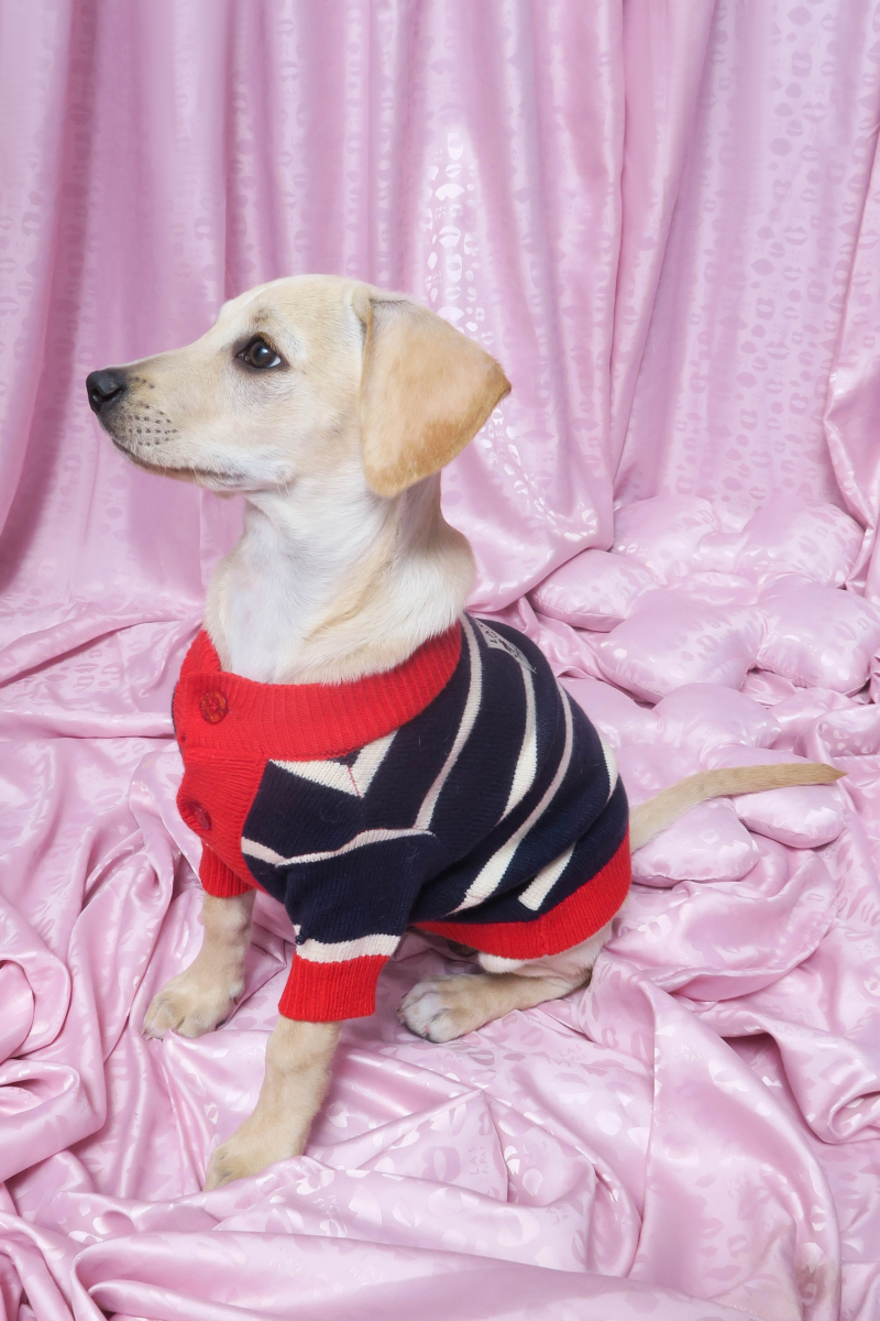 Sweater para perros rayado azul con botones y mangas