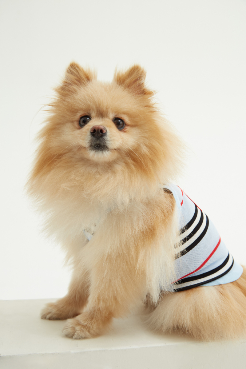 TOP PARA PERROS SAILOR GUAU RAYADO