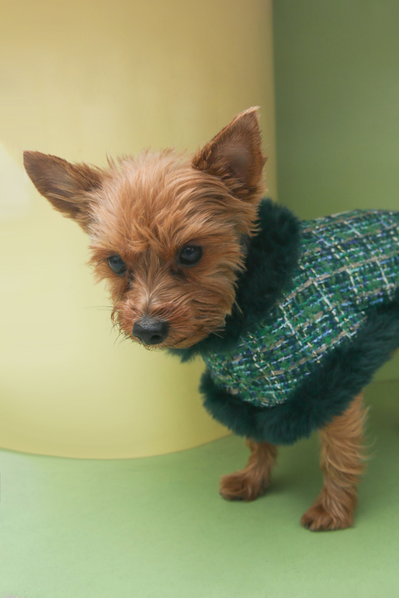 Vestido de tweed para perros color verde con detalles de pelo