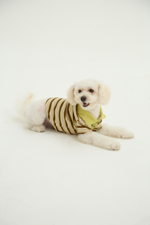 REMERA PARA PERROS ALICENT GUAU RAYADA