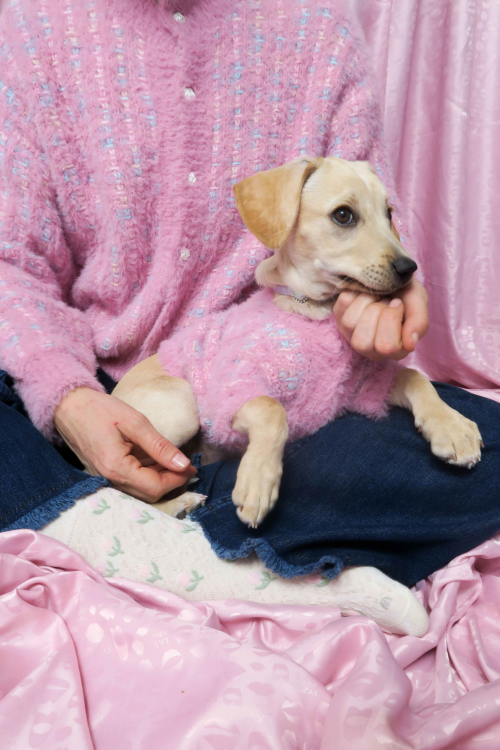 SWEATER PARA PERROS GUAU